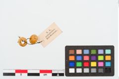 Foto von Glasringperle (NHMW-PRAE-023958)